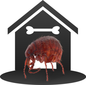 Flea treatment Whidbey Island