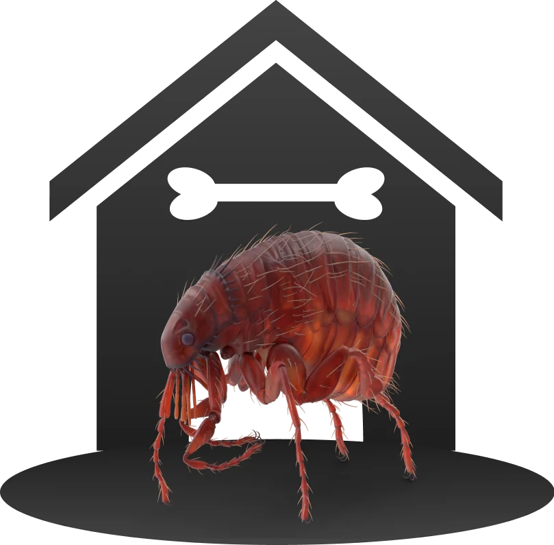 Flea treatment Whidbey Island