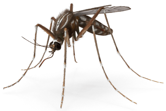 Mosquitoimg min