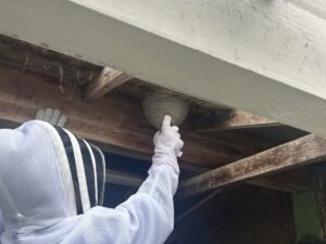 Wasp and Hornet nest removal