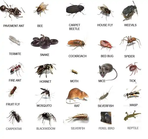 pest types