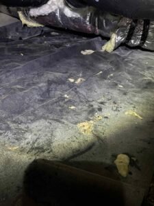 rodent damaged insulation
