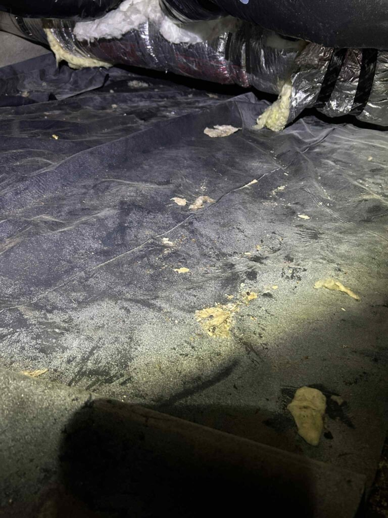 rodent damaged insulation