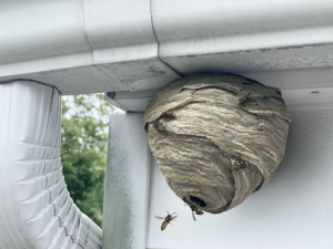 wasp