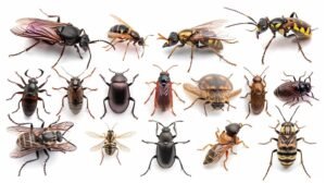 common household pests