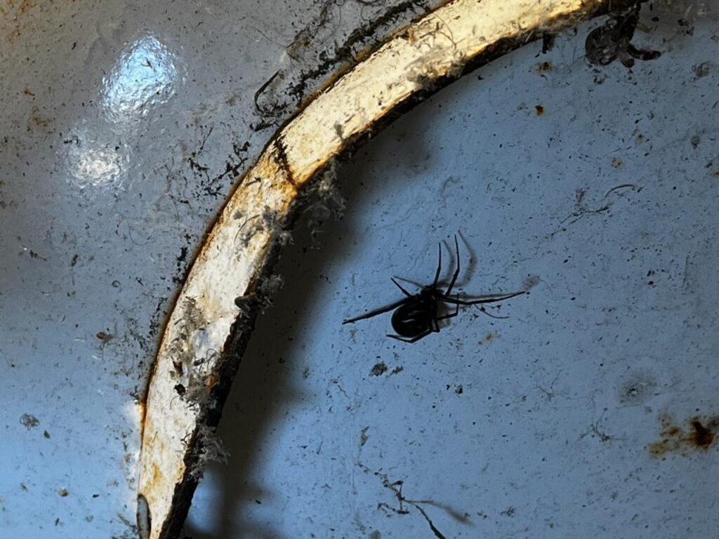orb weaver spiders — Salty Dog Pest Control, Whidbey Island