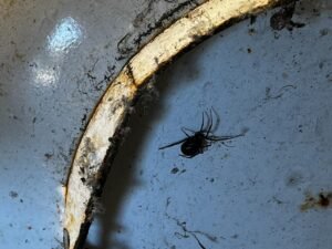 spider control