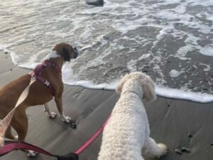 Fleas are a problem on beaches in the PNW