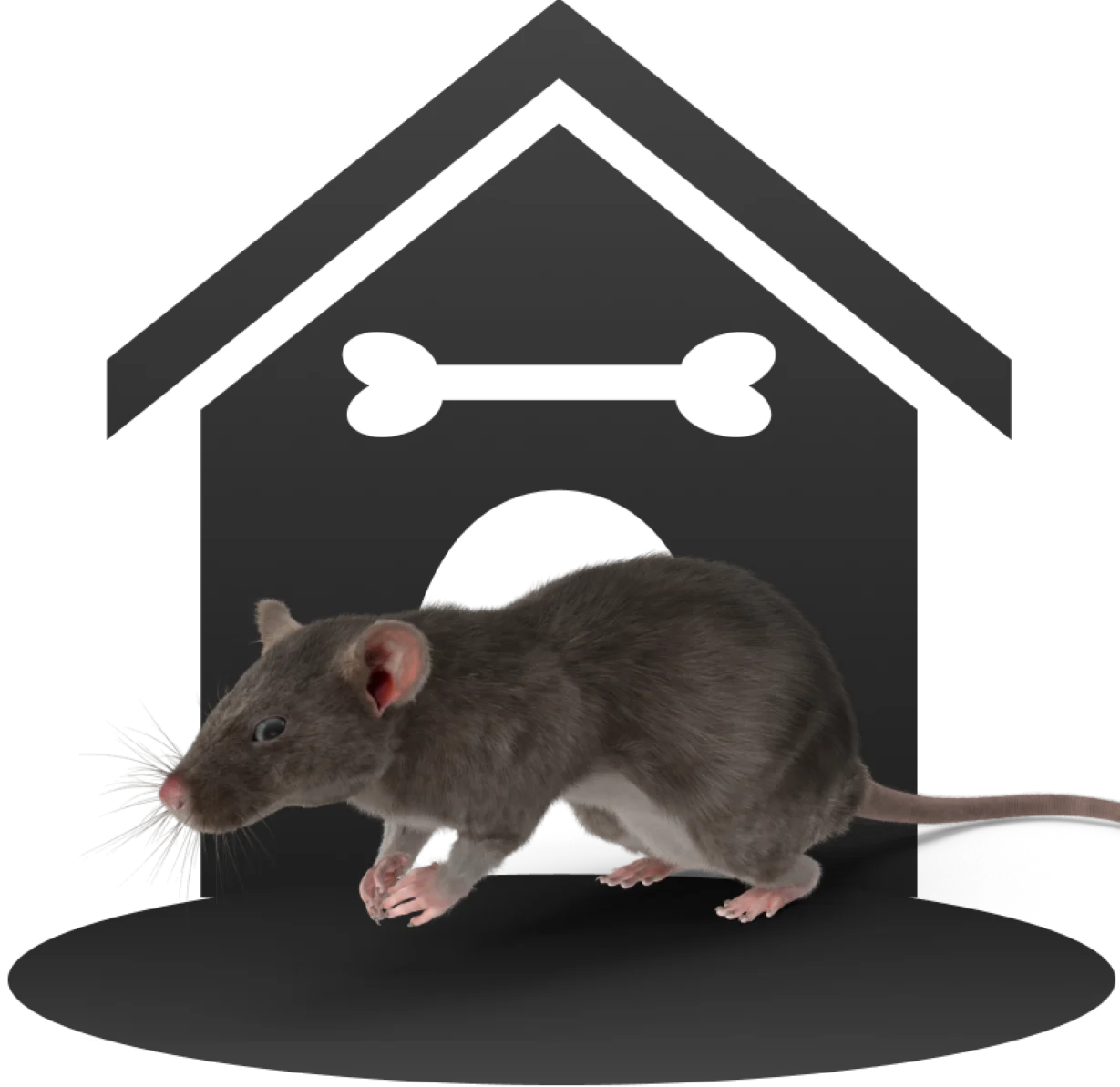 Rodent Control Services Whidbey Island