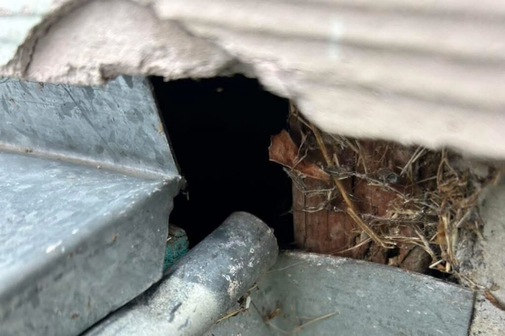 Identify Rodent Entry Points Identify Rodent Entry Points