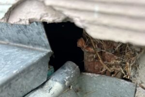 Identify Rodent Entry Points