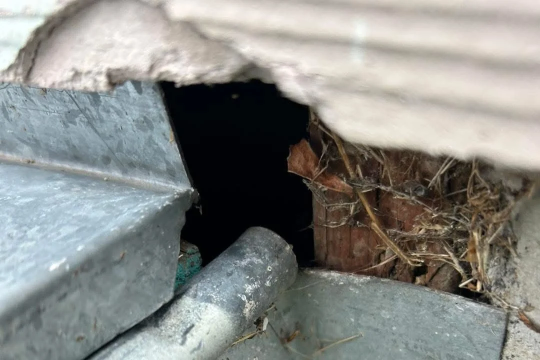 Identify Rodent Entry Points