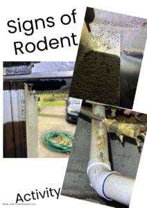 Signs of Rodent Activity