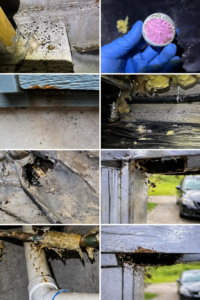 Signs of Rodent Activity in your home