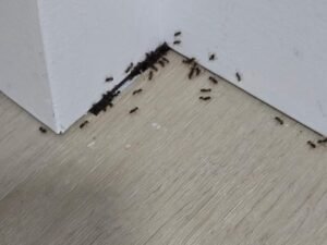 ant control Whidbey Island and Skagit County