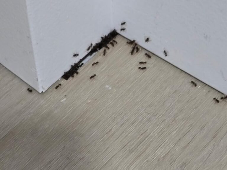 ant control Whidbey Island and Skagit County
