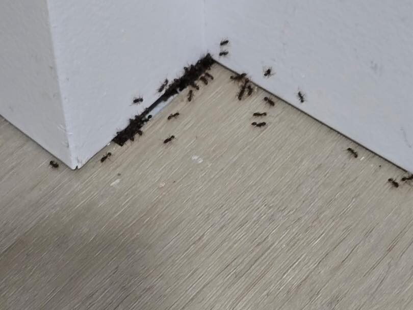 ant control Whidbey Island and Skagit County