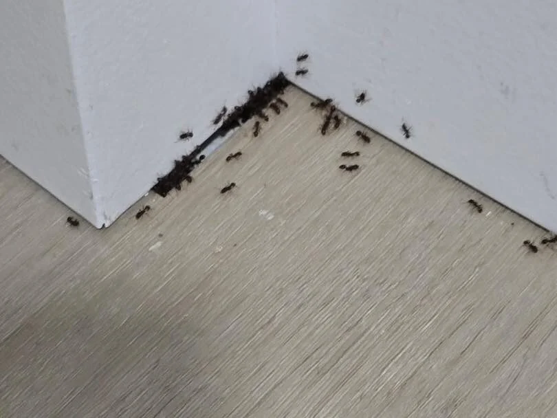 ant control Whidbey Island and Skagit County