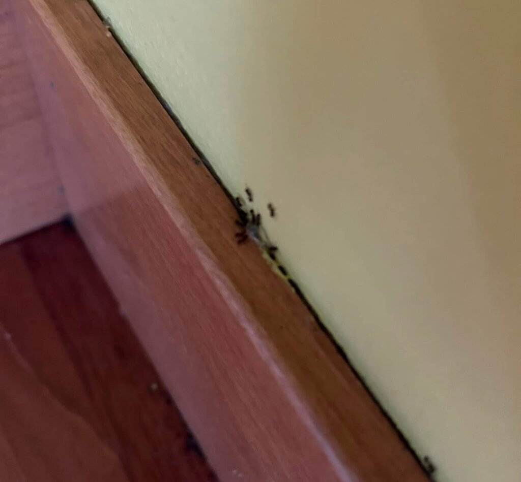 ants in a home