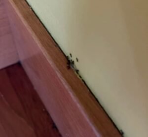 ants in a skagit county home
