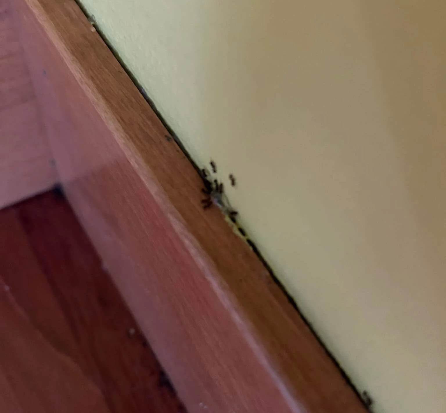 ants in a home