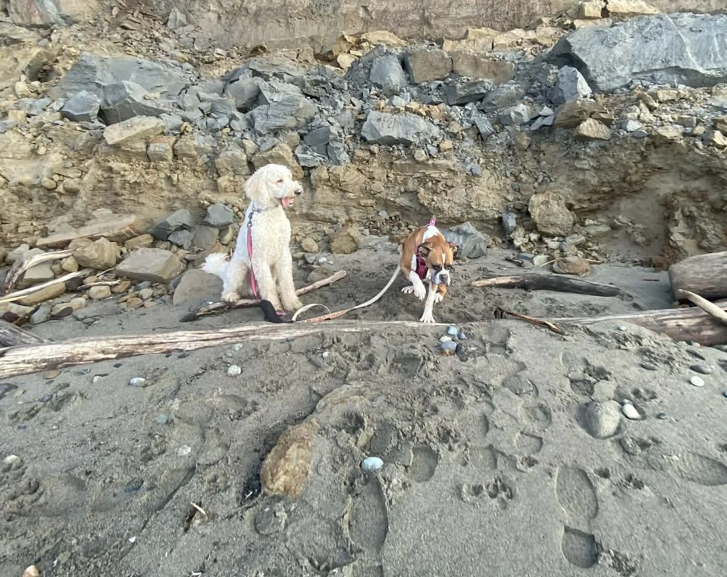 fleas in whidbey island