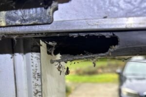 gnaw marks on garage weather stripping