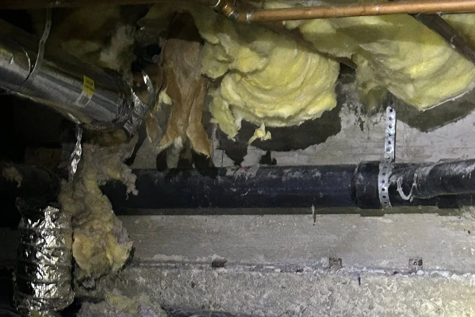 insulation pulled down by rodents