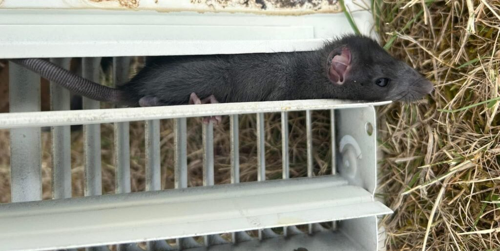 roof rats — Salty Dog Pest Control, Whidbey Island