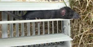 rodent control