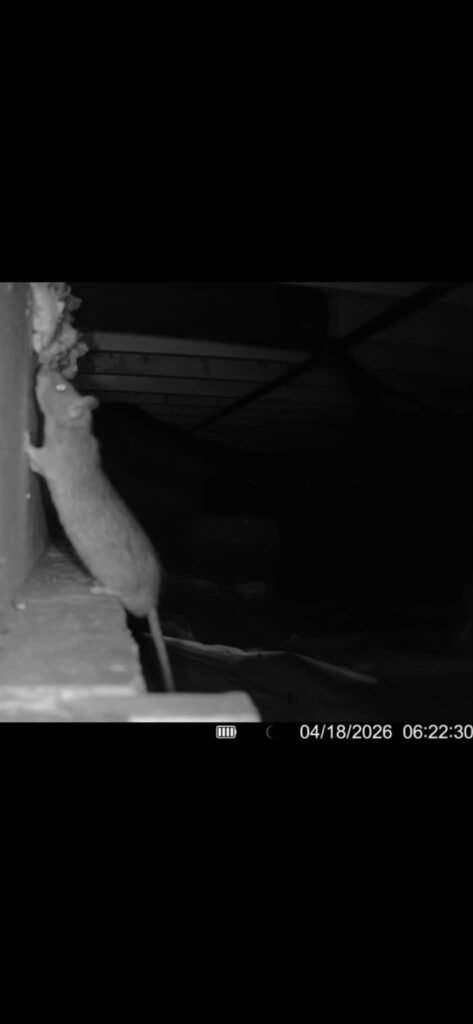 Norway rats — Salty Dog Pest Control, Whidbey Island
