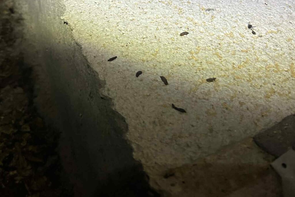 Rodent contamination in a Whidbey Island crawl space