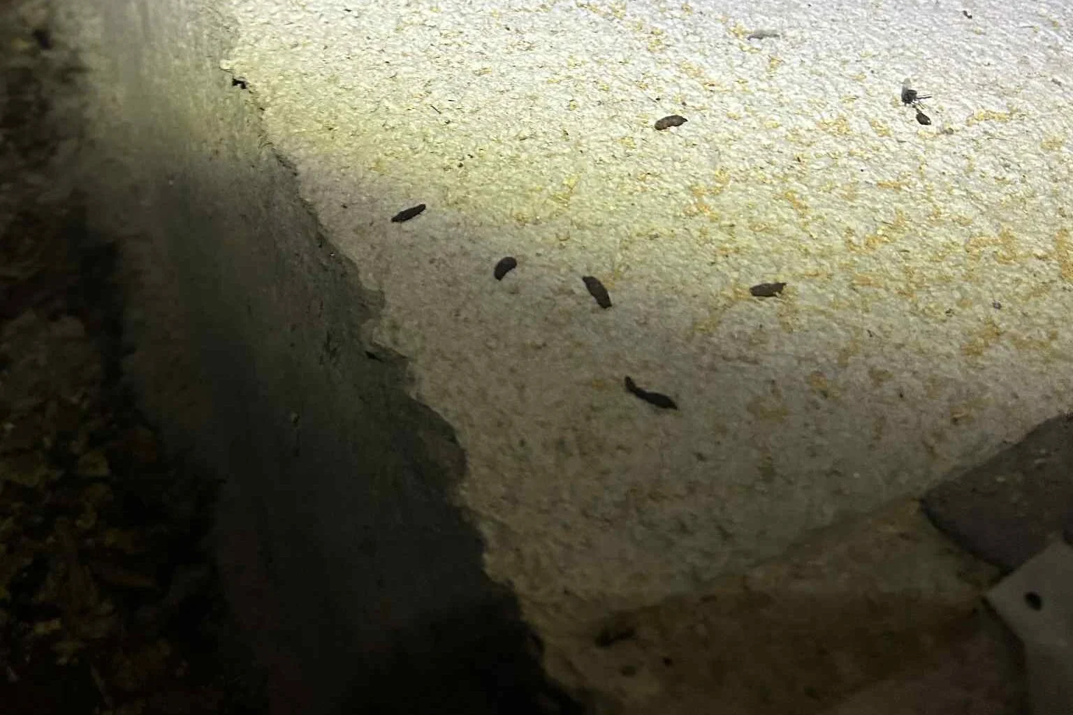 rodent droppings in crawl