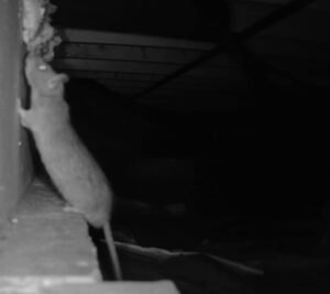 rodent control