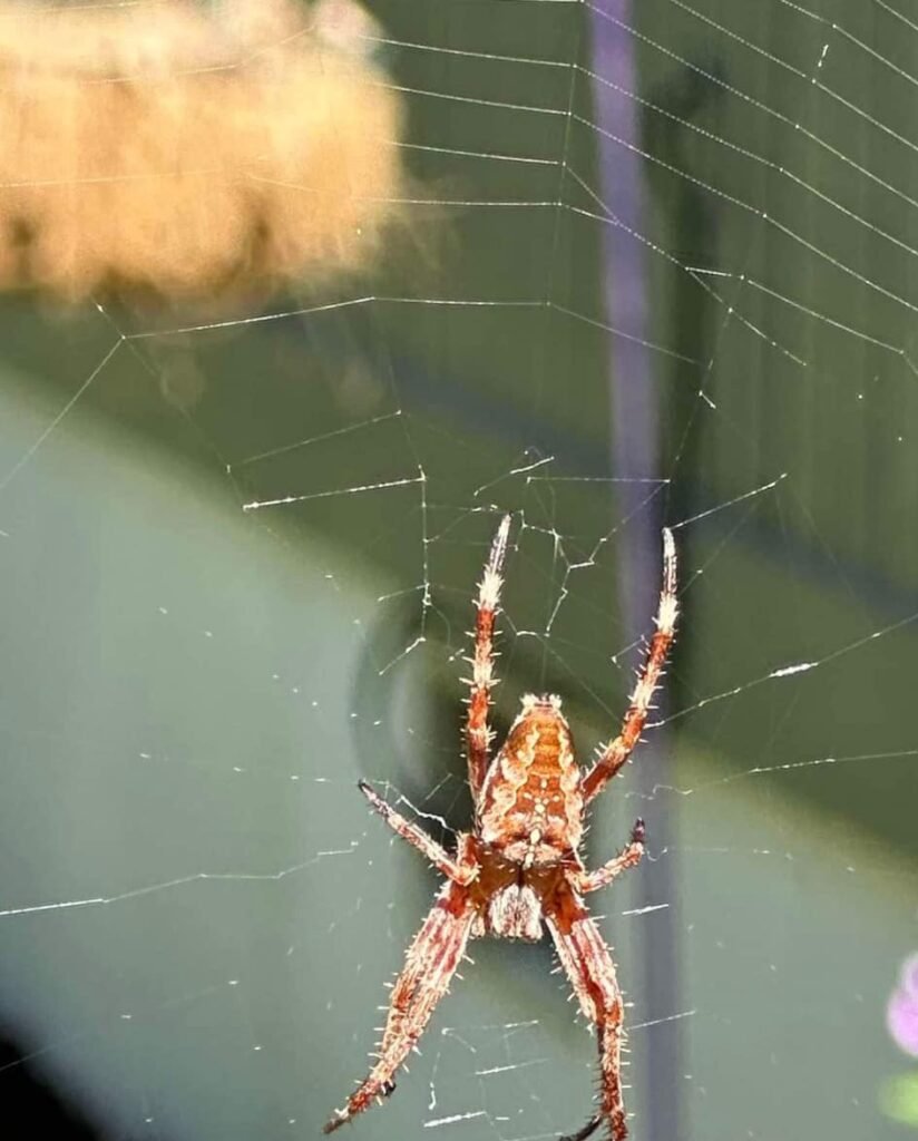 giant house spiders — Salty Dog Pest Control, Whidbey Island