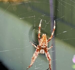 spider control