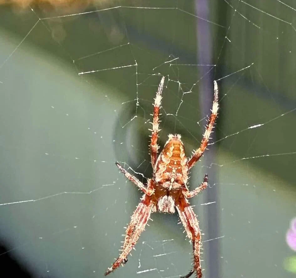 spider control