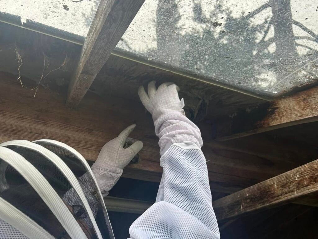 bald-faced hornets — Salty Dog Pest Control, Whidbey Island
