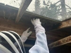 wasp & hornet control