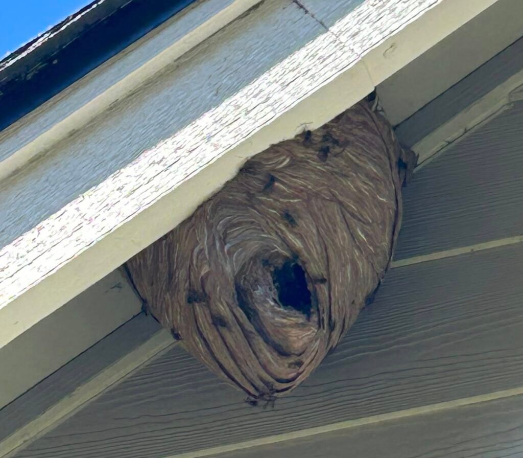 wasp nest on eaves of a home wasp nest on eaves of a home