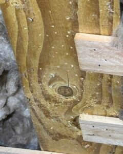 Powderpost beetle damage in whidbey island crawlspace