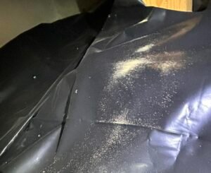powderpost beetle frass in whidbe island crawlspace