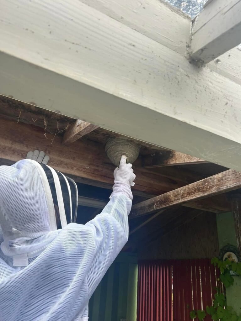 mud daubers — Salty Dog Pest Control, Whidbey Island