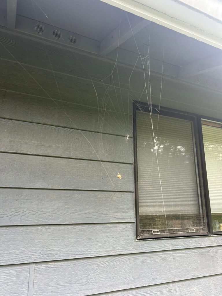 Spiderweb Spiderweb on a home in Whidbey Island