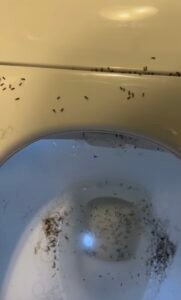 Ants in a toilet