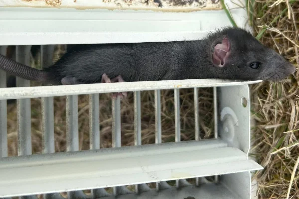 rodent control